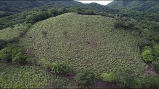 Se Vende Propiedad con pozo y árboles frutales en Quelepa San Miguel 28500 Tel 503 72998557 [upl. by Beryl]