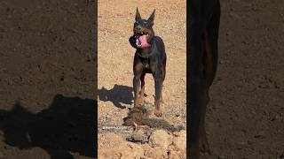 Working Manchester Terrier ratting verminhunting huntingdog workingdog ratterrier [upl. by Jaime]