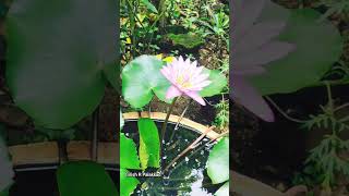 AambalNymphaea nouchalinaturewaterlilygreen mypalakkad [upl. by Winni]