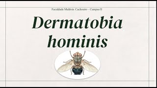 Dermatobia hominis [upl. by Kirima748]