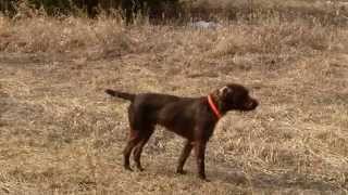 Pudelpointer Maximilian hunting chuckars and pheasants [upl. by Ramedlaw794]