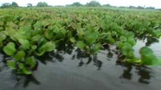 Pantanal Matogrossense [upl. by Eilime]