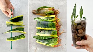 Propagating and growing Sansevieria trifasciata in water a unique idea for fancy table pots [upl. by Fredelia]