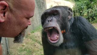 Chimpanzee interaction at Asheboro NC Zoo [upl. by Lettig]