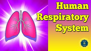 English Human respiratory system  Anatomy and physiology [upl. by Temp727]