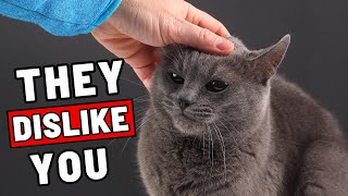 Body Language 11 EasytoMiss Clues Your Cat Secretly Doesnt Like You [upl. by Nylorak]