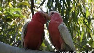 Pink Galah soo sweet film at Big Swamp Station [upl. by Llebana]