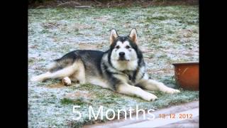 How quick an Alaskan Malamute grows in first Year [upl. by Selina]