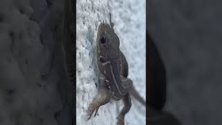 Whiptail Lizard  Reptiles nature beautifulnature reptiles [upl. by Fritz]