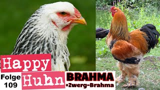 Riesenhühner BrahmaHühner im Portrait mit ZwergBrahma  Haltung Zucht Farben  HAPPY HUHN E109 [upl. by Inol]