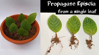 Propagating Episcia plant from a single leaf  Flame Violet propagation in soil by leaf cuttings [upl. by Anyahc]