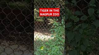 TIGER IN THE NAGPUR ZOO [upl. by Eberta259]