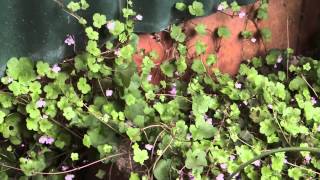 Cymbalaria muralis  MauerZimbelkraut IvyLeaved Toadflax [upl. by Ailahk]