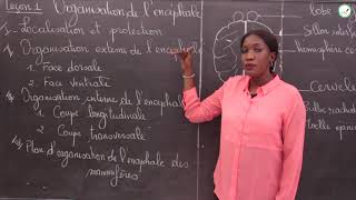 Cours  Terminale L2  SVT  Organisation de lencéphale  Localisation et protection  Mme Cissé [upl. by Fletcher]