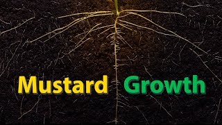 Mustard Growth  Time Lapse [upl. by Runkel575]