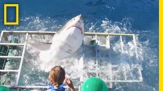 Diver Narrowly Escapes When Great White Shark Breaks Into Cage  National Geographic [upl. by Akaenahs]