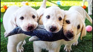 Labrador Puppies React To Floppy Fish Toy [upl. by Ahsinid]