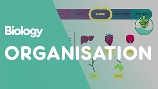 Levels of organisation an organism  Cells  Biology  FuseSchool [upl. by Acinorehs]