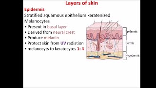 Layers of skin [upl. by Auberta]