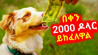 ðŸ›‘á‹áˆ»á‹ á‰ á‰€áŠ• 2000 á‹¶áˆ‹áˆ­ á‹­áŠ¨áˆáˆˆá‹‹áˆsera ye film tarik áˆ´áˆ« á‹¨áŠáˆ á‰³áˆªáŠ­ á‰£áŒ­áˆ©film wedaj áŠ áˆªá mert films áˆáˆ­áŒ¥ áŠáˆáˆ film [upl. by Llenrahc50]