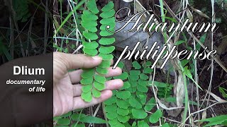 Walking maidenhair fern Adiantum philippense [upl. by Ocramed64]