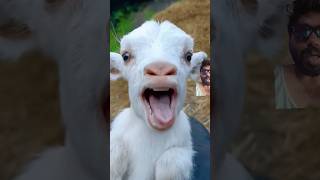 baby Goat Show 18M shorts short trending  goat animalbabynew [upl. by Atterehs]