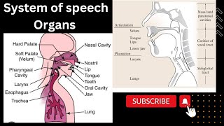 Systems of Speech Organs Respiratory System Phonatory System Articulatory System [upl. by Barrett]