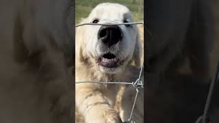 Great Pyrenees puppies are 5 12 months old They are in their new area March 272023￼ [upl. by Cousins772]