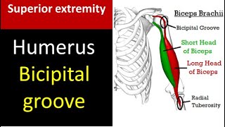 Intertubercular sulcus or bicipital groove [upl. by Yecniuq]