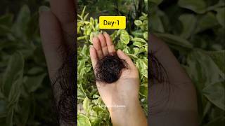 💯बालों का झाड़ना रातों रात रूकेगा बाल होगें लंबे घने कालेFenugreek For Hair Growth shorts viral [upl. by Trust]