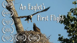 An Eaglets First Flight [upl. by Ahsaeyt]