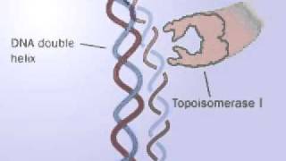 DNA Topoisomerase  Topoisomerase I and II mechanism  Releasing the tension of DNA [upl. by Holds909]