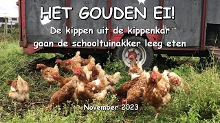 HET GOUDEN EI De kippen gaan de schooltuinakker leeg eten [upl. by Enirehtak]