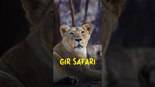 Lions of Gir National Park  shorts walkintothewild lion viral [upl. by Latsyrk]