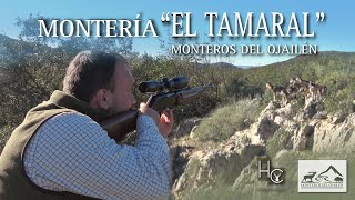 MONTERIA EL TAMARAL  ORGANIZADA POR MONTEROS DEL OJAILÉN [upl. by Lozano]