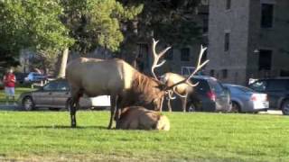 Live from the Yellowstone Elk Rut 2009 [upl. by Nosemyaj]