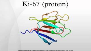 Ki67 protein [upl. by Nonnek]