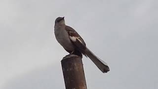 mocking bird mimicking [upl. by Spiegleman]