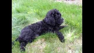 Black F1b Goldendoodle playing in the grass Dreamydoodlescom [upl. by Inoy902]