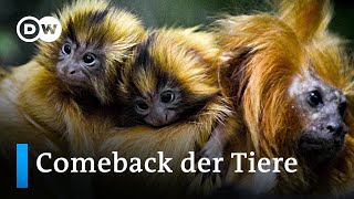 Fast ausgestorben Diese Tiere der Roten Liste gefährdeter Tierarten feiern ein Comeback  Läuft [upl. by Ransom]