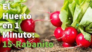 Como Plantar Rabanitos Paso a Paso con Éxito 👩‍🌾👨‍🌾 Huerto Urbano en 1 minuto [upl. by Devehcoy]