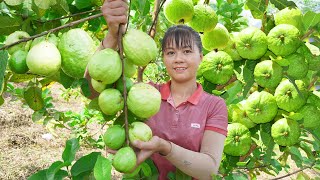 Harvest Guava Fruit Garden Goes to market sell  Cooking amp relaxing   Phương  Free Bushcraft [upl. by Ebocaj]