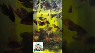 African Red Jewel Cichlid Breeding [upl. by Enrev]