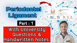 Periodontal Ligament Periodontium Fibres Of PDL Functions Of PDL [upl. by Karoline]