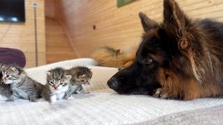 Kittens Snuggle Up to Their German Shepherd to Fall Asleep [upl. by Nereil783]