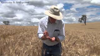 How to estimate wheat yields [upl. by Isia]