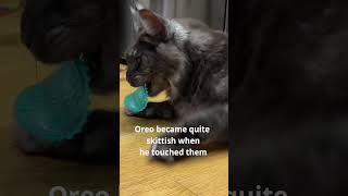 🐱 Cats vs Toss N’ Flip Chips 🐈  We tested 10 bad cat toys  check out number 5 [upl. by Anayi536]