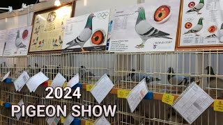 Expo Houten Pigeon Show Holland Racing Pigeon [upl. by Rojas517]