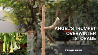 Overwinter tips for the Brugmansia  Angels Trumpet plant [upl. by Trevlac303]