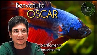 Il mio nuovo BETTA SPLENDENS  Ambientamento pesci in acquario tutorial [upl. by Baskett56]